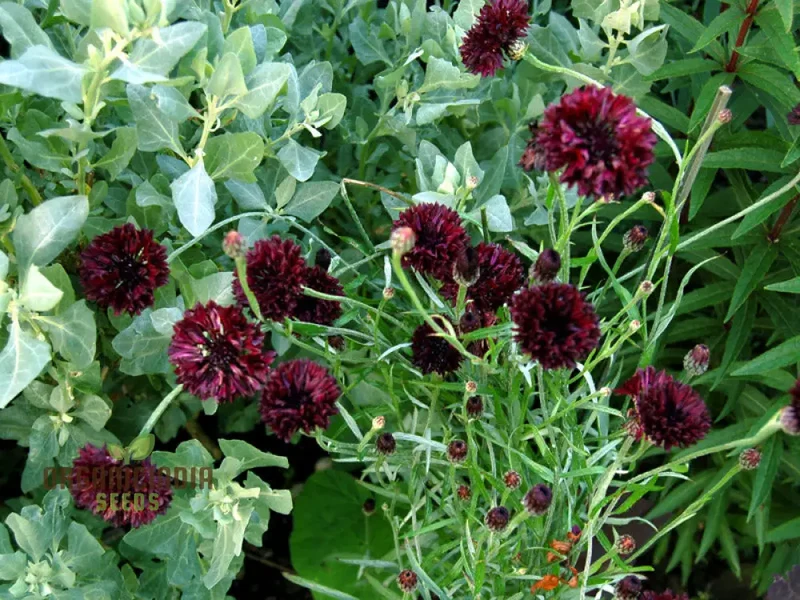 Centaura Cyanus 'Black Ball' Flower Seeds for Planting, Premium Quality for Stunning Garden Blooms Gardening
