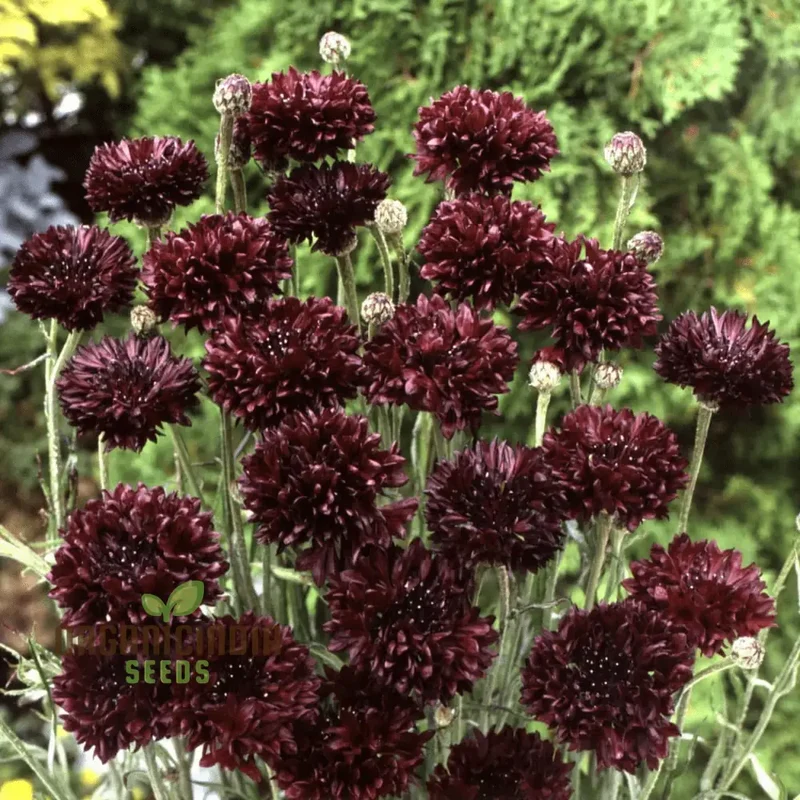 Centaura Cyanus 'Black Ball' Flower Seeds for Planting, Premium Quality for Stunning Garden Blooms Gardening