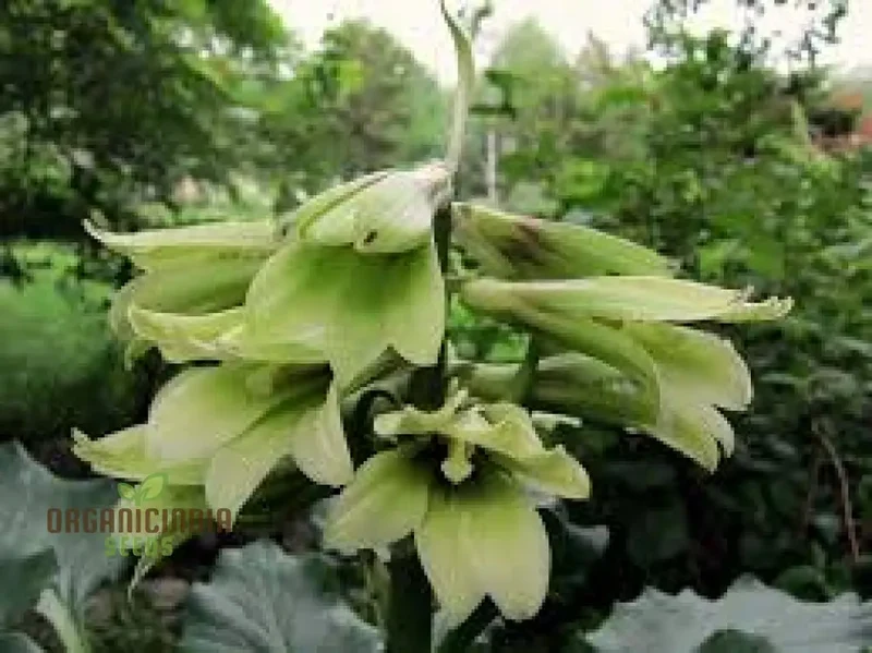 Cardiocrinum Cordatum Seeds for Your Exquisite Garden - Grow Stunning Heart-Shaped Flowers!