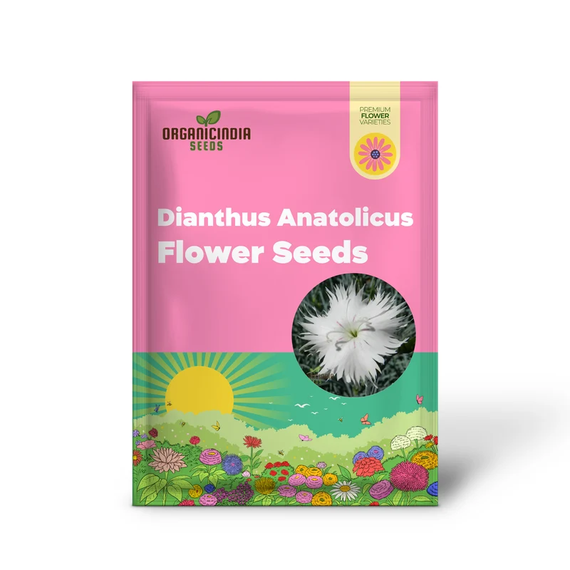 Dianthus Anatolicus Flower Seeds For Planting, Add Charm to Your Garden with These Delicate Blooms
