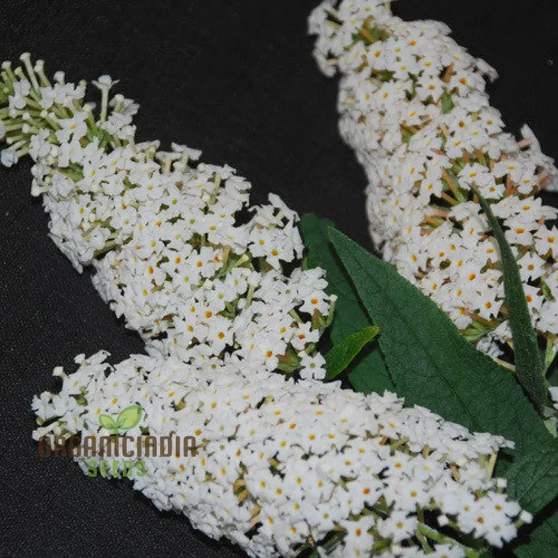 Buddleja Davidii Alba Seeds For Planting, Pure White Butterfly Bush for Stunning Garden Displays