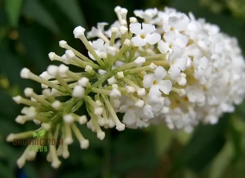 Buddleja Davidii Alba Seeds For Planting, Pure White Butterfly Bush for Stunning Garden Displays
