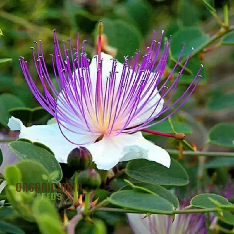 Capparis Spinosa Seeds for Gardening: Cultivate and Grow Your Own Capers with These Premium Quality Seeds for Lush Gardens
