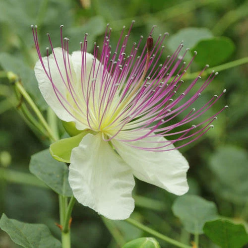 Capparis Spinosa Seeds for Gardening: Cultivate and Grow Your Own Capers with These Premium Quality Seeds for Lush Gardens