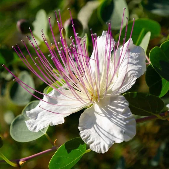 Capparis Spinosa Seeds for Gardening: Cultivate and Grow Your Own Capers with These Premium Quality Seeds for Lush Gardens