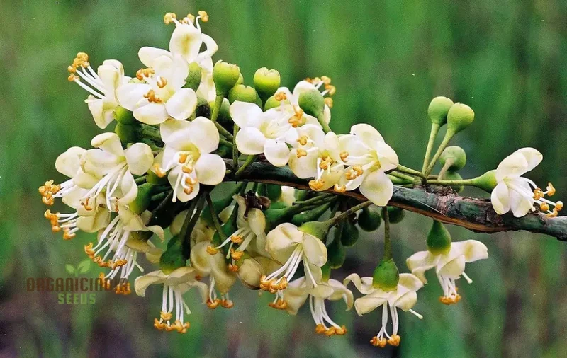 Ceiba Pentandra Flower Seeds for Planting, Premium Garden Seeds for Stunning Blooms