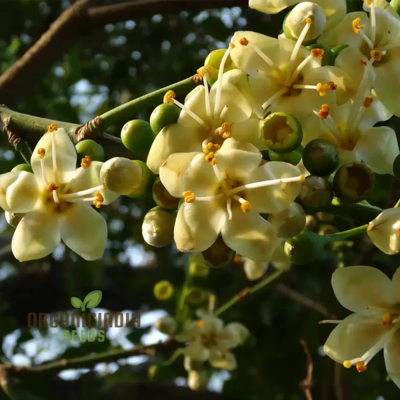 Ceiba Pentandra Flower Seeds for Planting, Premium Garden Seeds for Stunning Blooms