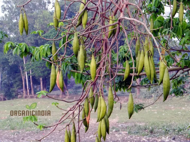 Ceiba Pentandra Flower Seeds for Planting, Premium Garden Seeds for Stunning Blooms