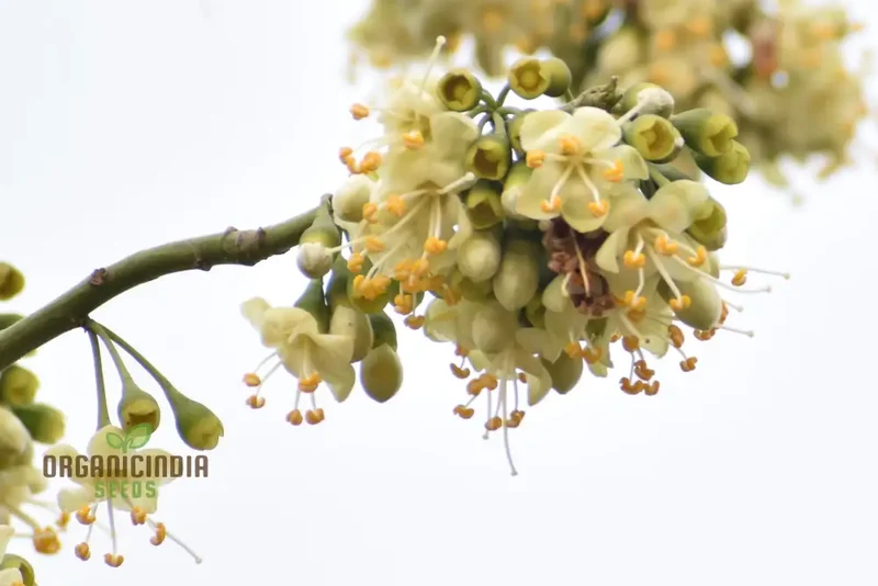 Ceiba Pentandra Flower Seeds for Planting, Premium Garden Seeds for Stunning Blooms
