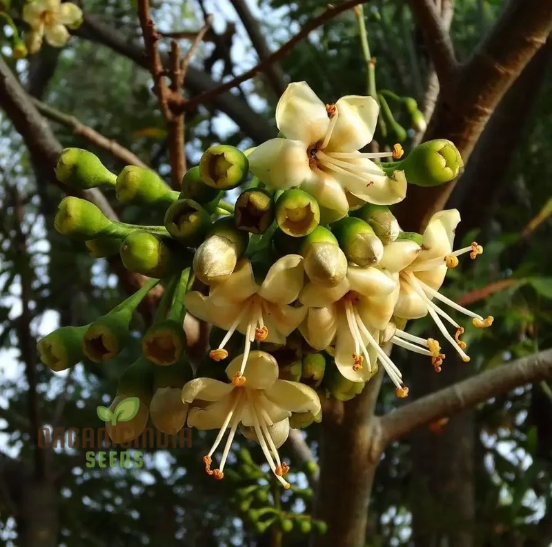Ceiba Pentandra Flower Seeds for Planting, Premium Garden Seeds for Stunning Blooms