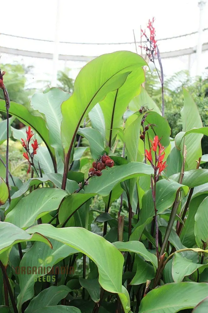 Canna Tuerckheimii Seeds For Planting: A Gardener's Dream for Vibrant Blooms and Lush Foliage