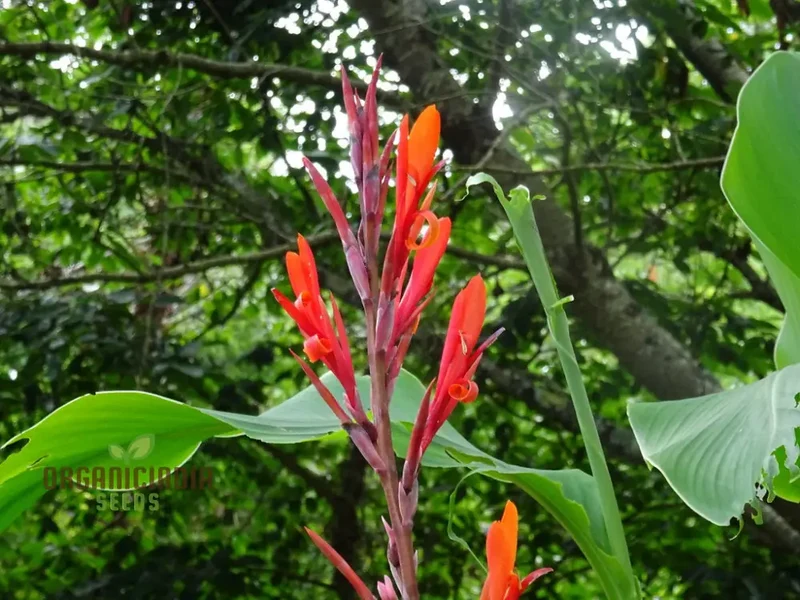 Canna Tuerckheimii Seeds For Planting: A Gardener's Dream for Vibrant Blooms and Lush Foliage