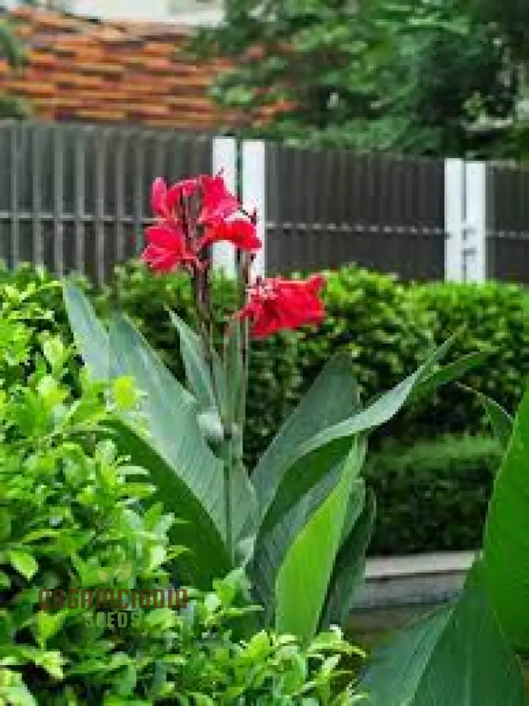 Canna Tuerckheimii Seeds For Planting: A Gardener's Dream for Vibrant Blooms and Lush Foliage