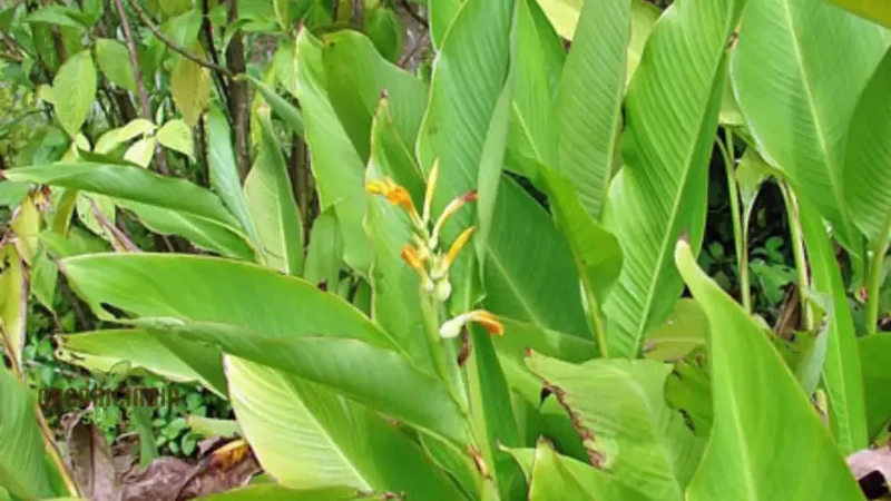 Canna Jaegeriana Seeds – Exotic Tropical Bloom Variety for Vibrant Garden Planting