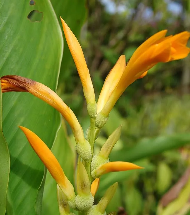 Canna Jaegeriana Seeds – Exotic Tropical Bloom Variety for Vibrant Garden Planting