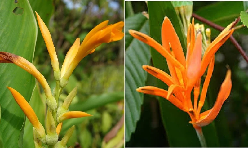 Canna Jaegeriana Seeds – Exotic Tropical Bloom Variety for Vibrant Garden Planting