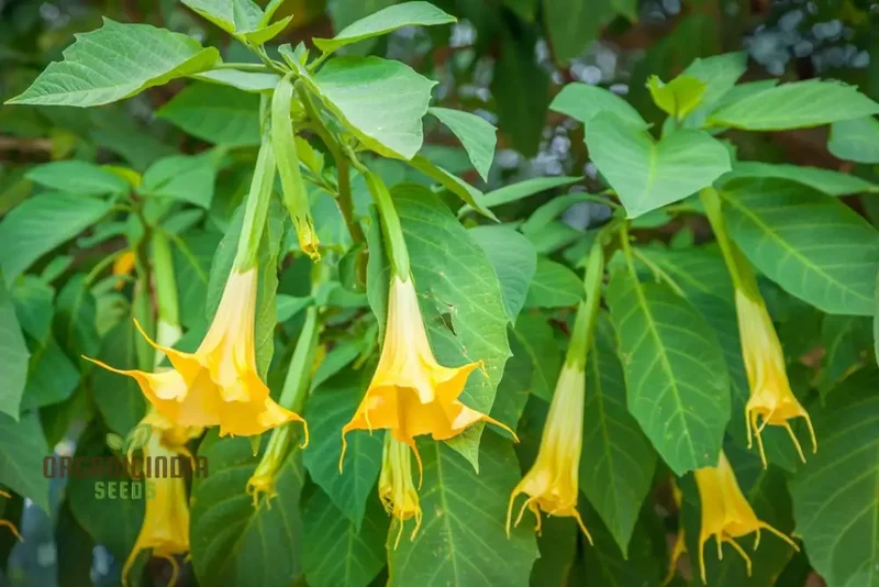 Brugmansia Sanguinea 'Aurea' Seeds For Planting, Illuminate Your Garden with Golden Beauty!