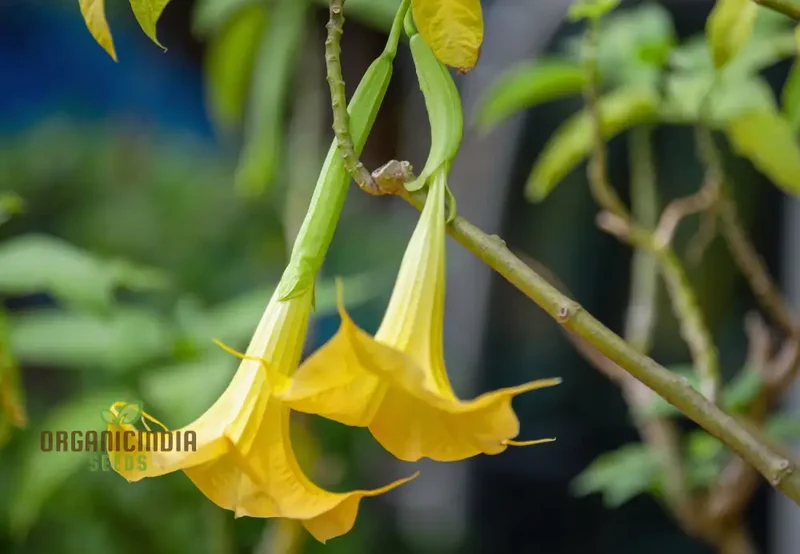Brugmansia Sanguinea 'Aurea' Seeds For Planting, Illuminate Your Garden with Golden Beauty!