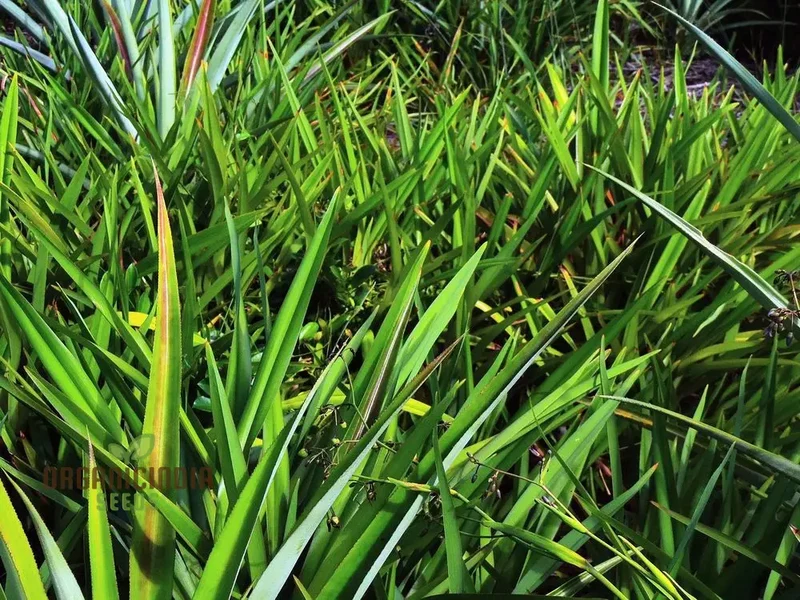 Dianella ensifolia 'Madagascar' Planting Seeds, Enhance Your Garden with Exotic Beauty