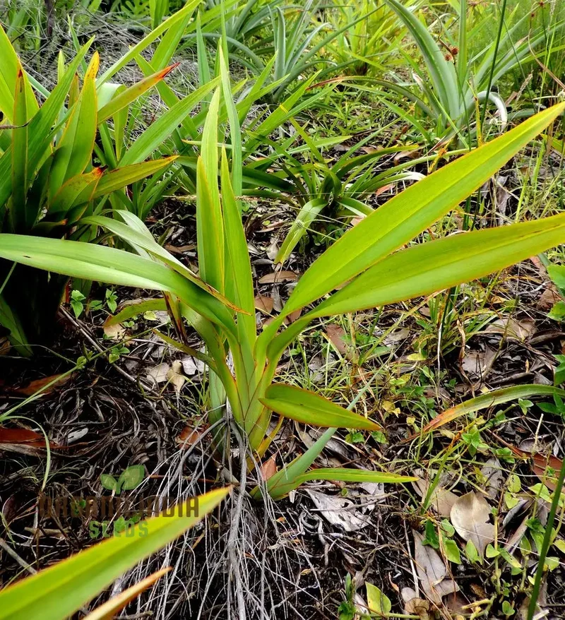 Dianella ensifolia 'Madagascar' Planting Seeds, Enhance Your Garden with Exotic Beauty