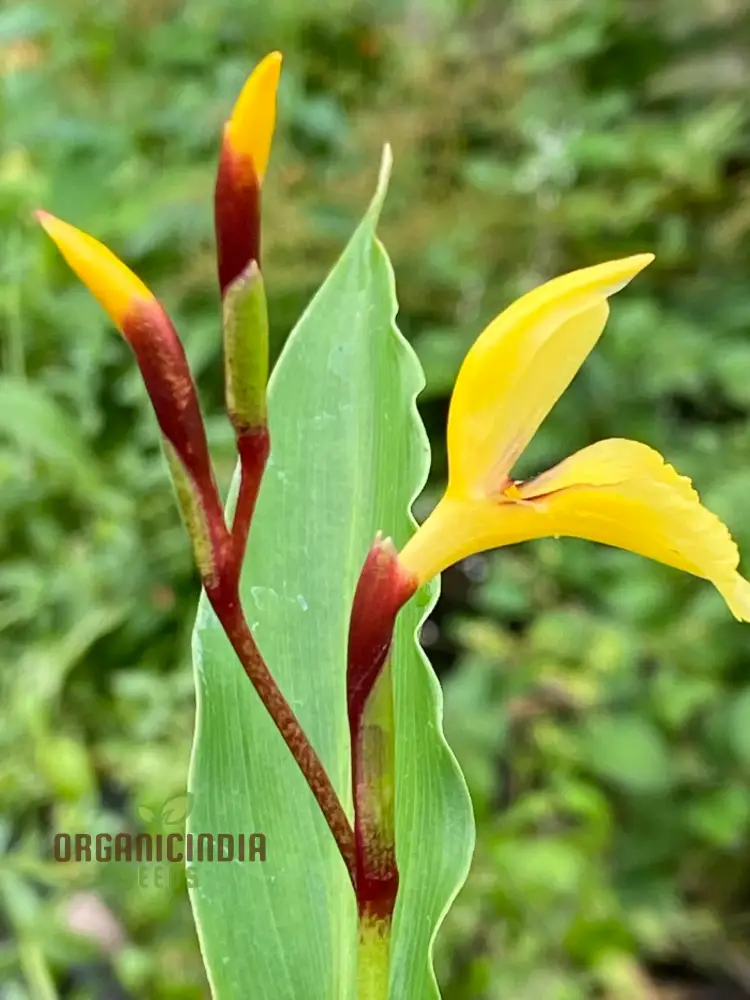 Cautleya Gracilis Flower Seeds for Planting, Premium Quality Seeds for Gardening