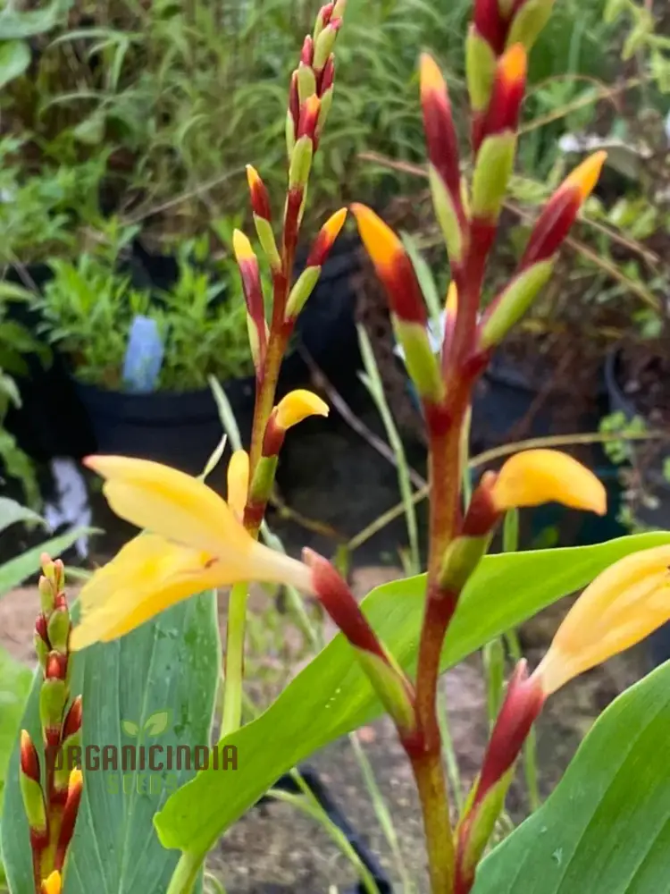 Cautleya Gracilis Flower Seeds for Planting, Premium Quality Seeds for Gardening