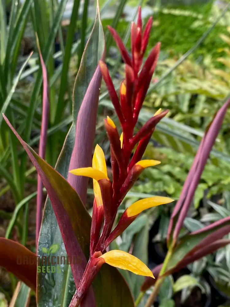 Cautleya Gracilis Flower Seeds for Planting, Premium Quality Seeds for Gardening