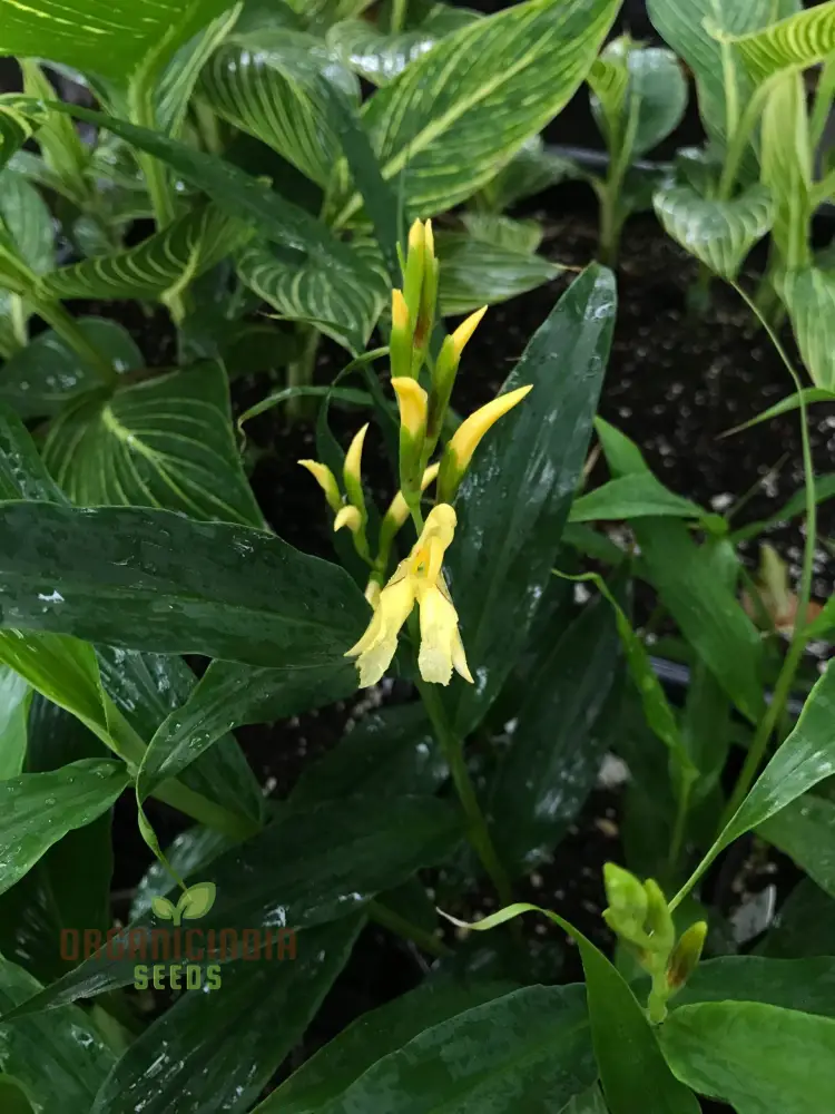 Cautleya Gracilis Flower Seeds for Planting, Premium Quality Seeds for Gardening