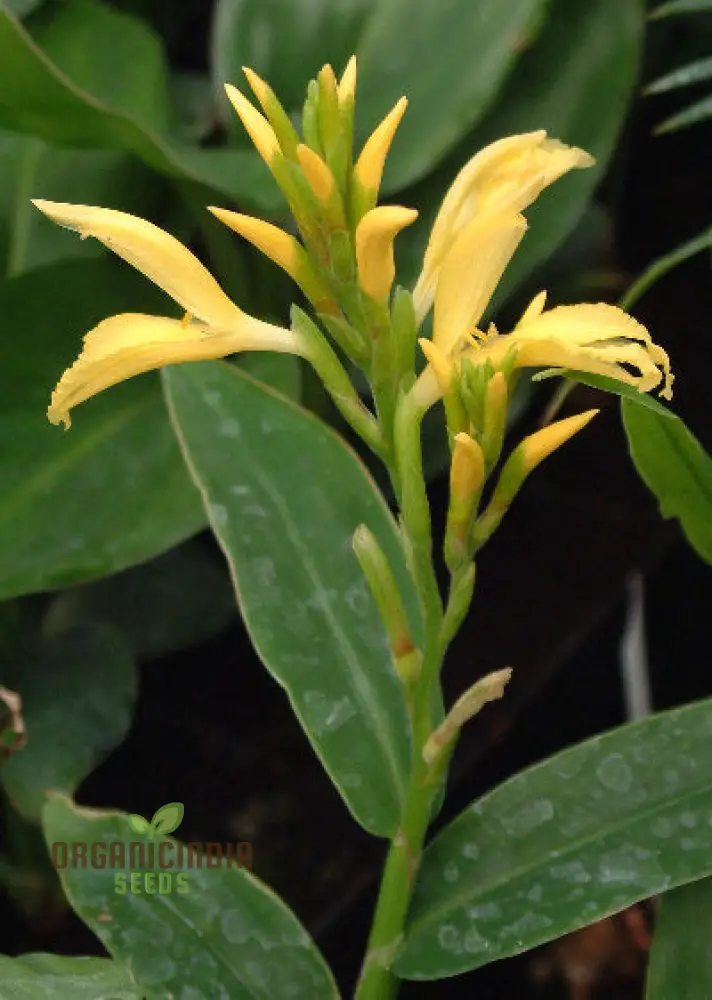 Cautleya Gracilis Flower Seeds for Planting, Premium Quality Seeds for Gardening