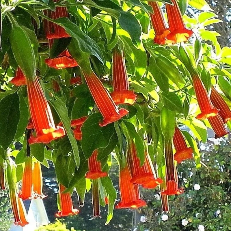 Red Angel's Trumpet Seeds – Brugmansia Sanguinea Variety for Vibrant Garden Displays