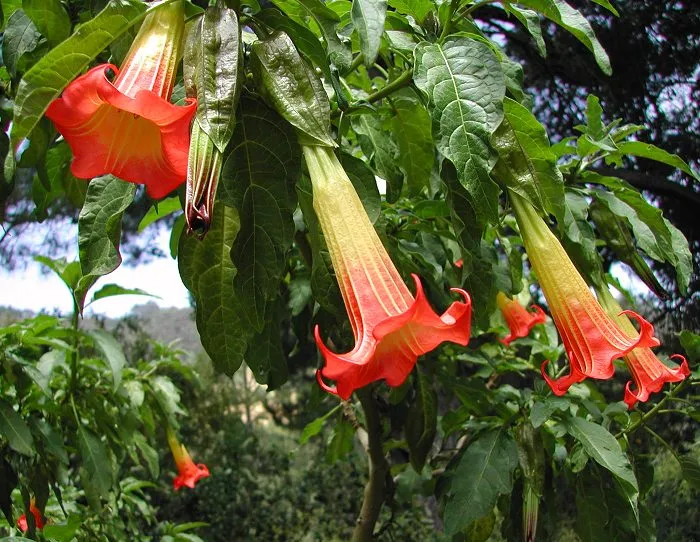 Red Angel's Trumpet Seeds – Brugmansia Sanguinea Variety for Vibrant Garden Displays