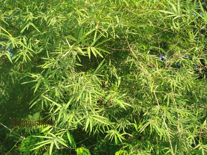 Dendrocalamus Strictus Planting Seeds, Cultivate Your Own Bamboo Haven