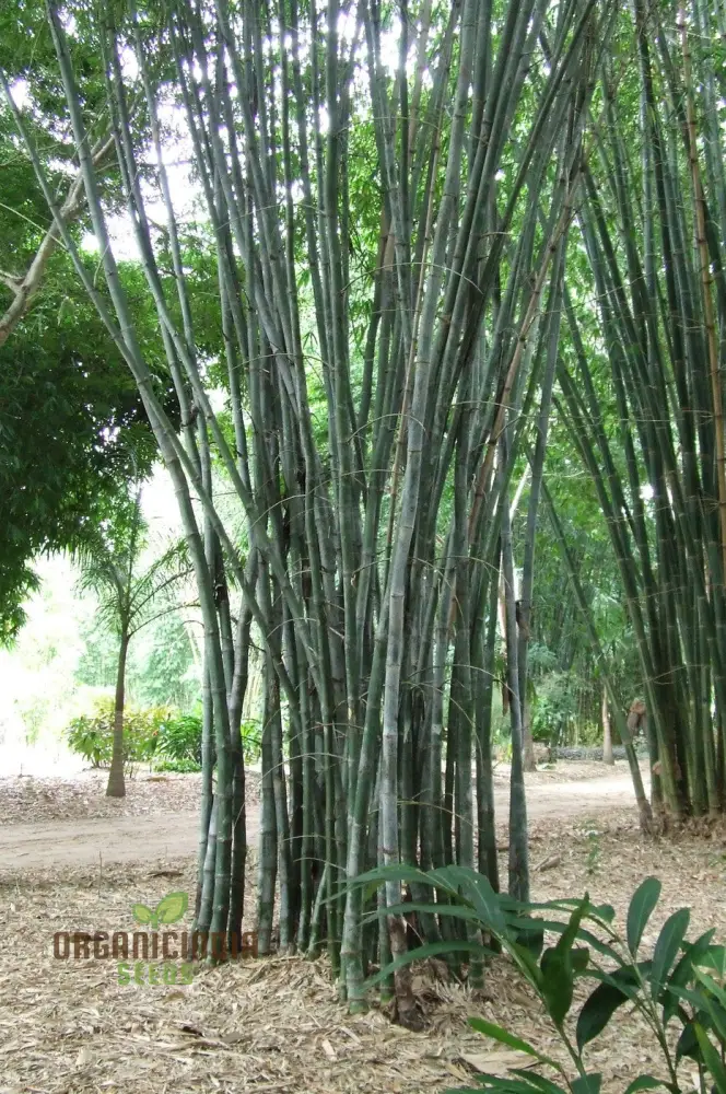 Dendrocalamus Strictus Planting Seeds, Cultivate Your Own Bamboo Haven