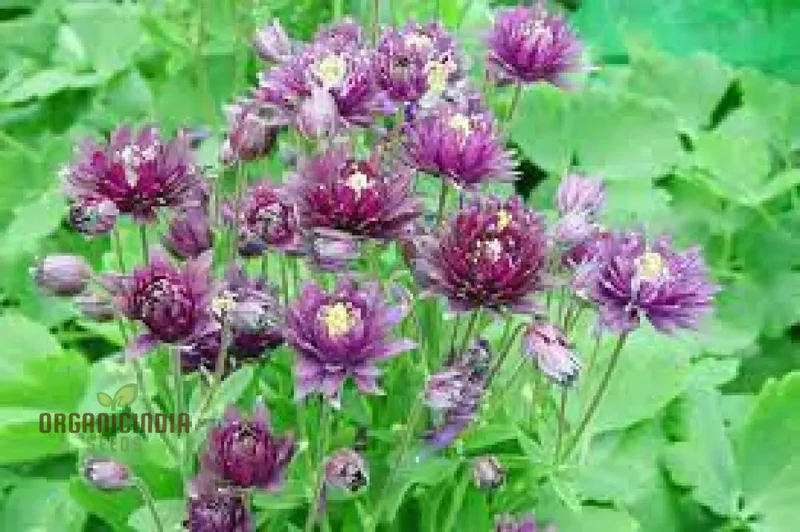 Aquilegia Vulgaris 'Royal Purple' Seeds - Gardening Perennials for Beautiful Spring Blooms
