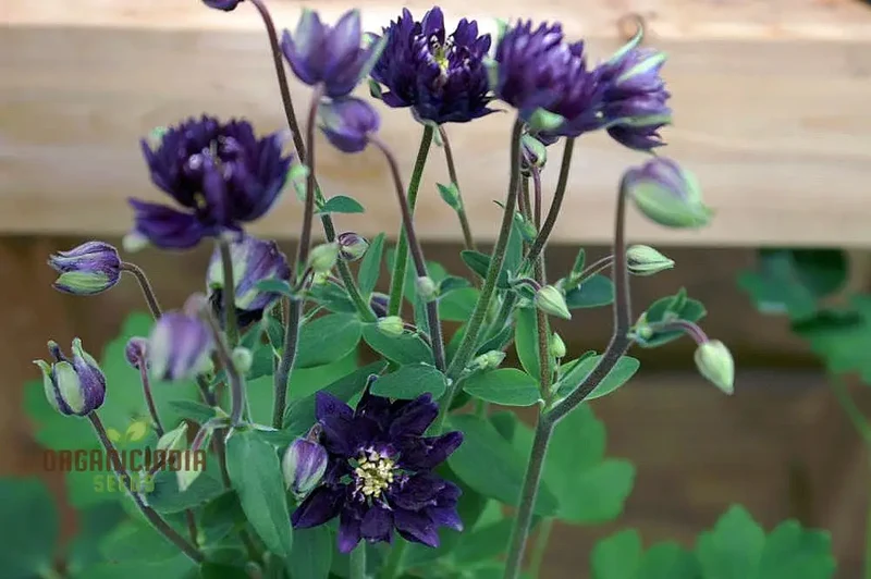Aquilegia Vulgaris 'Royal Purple' Seeds - Gardening Perennials for Beautiful Spring Blooms