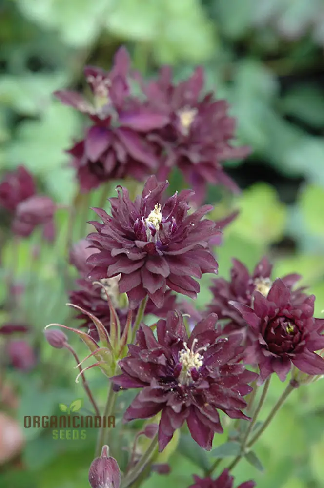 Aquilegia Vulgaris 'Royal Purple' Seeds - Gardening Perennials for Beautiful Spring Blooms