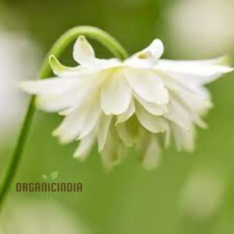 Aquilegia Vulgaris 'Snowballs' Seeds - Premium Gardening Perennials for Beautiful White Flowers