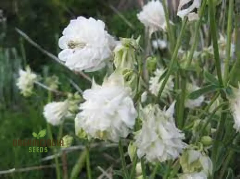 Aquilegia Vulgaris 'Snowballs' Seeds - Premium Gardening Perennials for Beautiful White Flowers