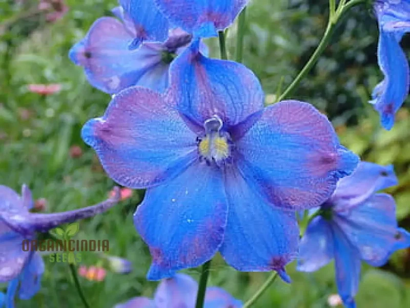 Delphinium Pylzowii Flower Seeds for planting, Stunning Addition to Your Garden