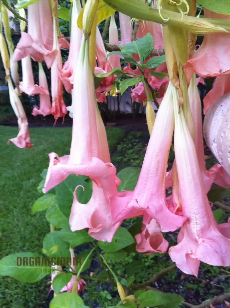 Brugmansia 'Ecuador Pink' Seeds For Planting, Enhance Your Garden with Unique Blooms