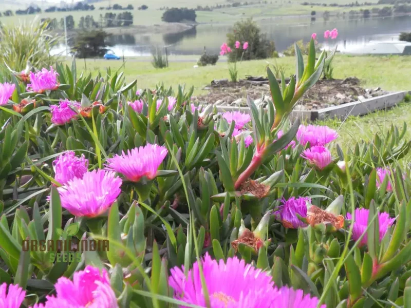 Carpobrotus Seeds (Carpobrotus rossii Seeds) - Premium Quality Seeds for Gardening
