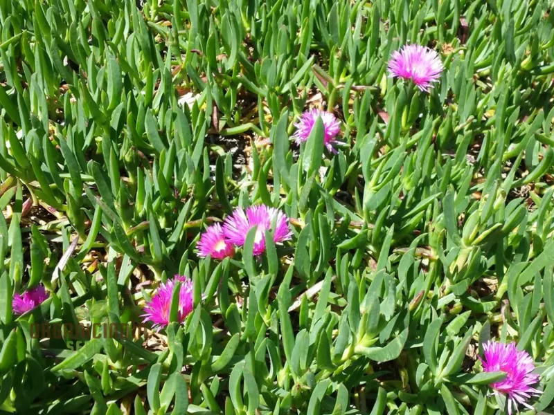 Carpobrotus Seeds (Carpobrotus rossii Seeds) - Premium Quality Seeds for Gardening