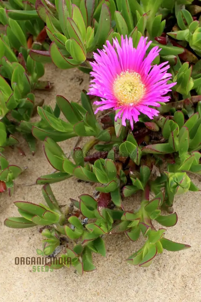 Carpobrotus Seeds (Carpobrotus rossii Seeds) - Premium Quality Seeds for Gardening