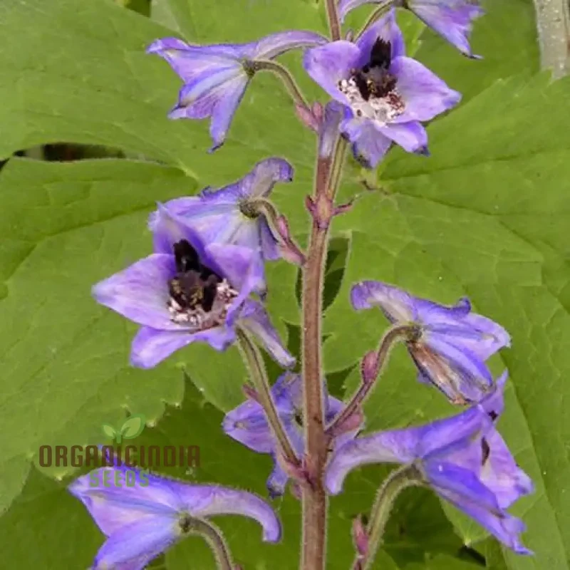 Delphinium Novo Mexicanum Flower Seeds for planting, Grow Elegance in Your Garden