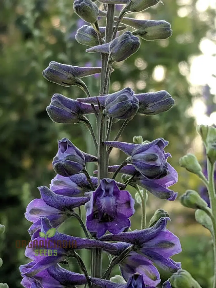 Delphinium Novo Mexicanum Flower Seeds for planting, Grow Elegance in Your Garden