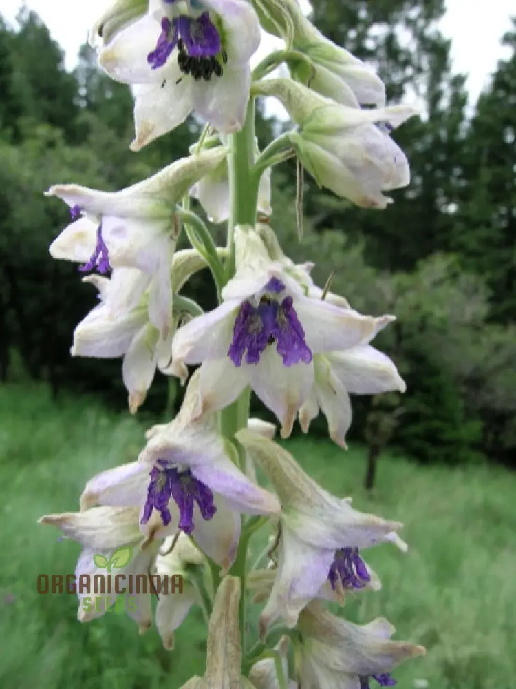 Delphinium Novo Mexicanum Flower Seeds for planting, Grow Elegance in Your Garden