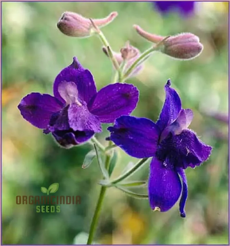 Delphinium Menziesii Flower Seeds for Planting, Cultivate Beauty in Your Garden