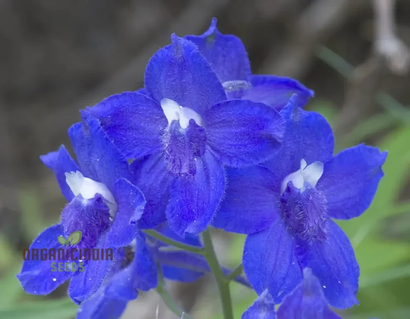 Delphinium Menziesii Flower Seeds for Planting, Cultivate Beauty in Your Garden