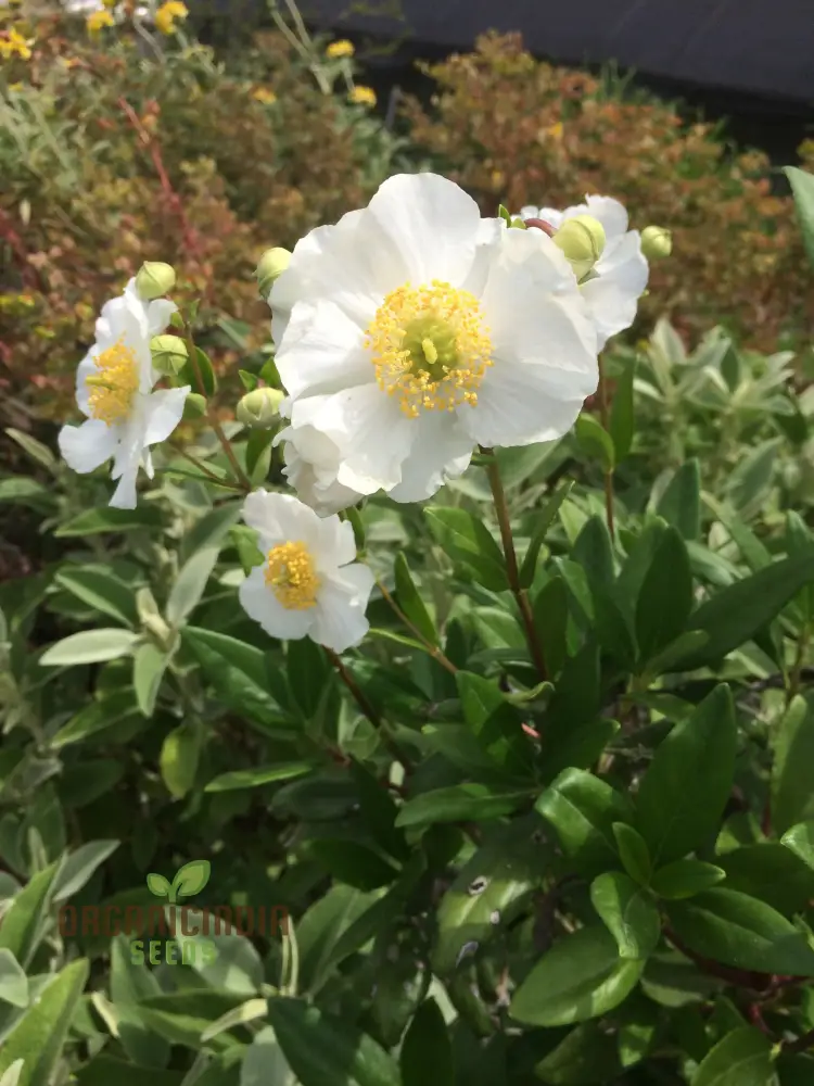 Carpenteria Californica Flower Seeds for Planting, Premium Quality Seeds for Gardening