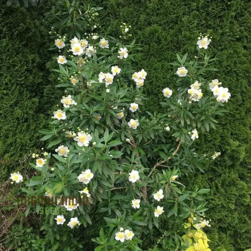 Carpenteria Californica Flower Seeds for Planting, Premium Quality Seeds for Gardening